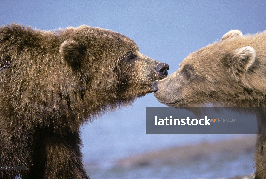 Brown Bear (Ursus arctos) par acariciando, Kamchatka, Rusia