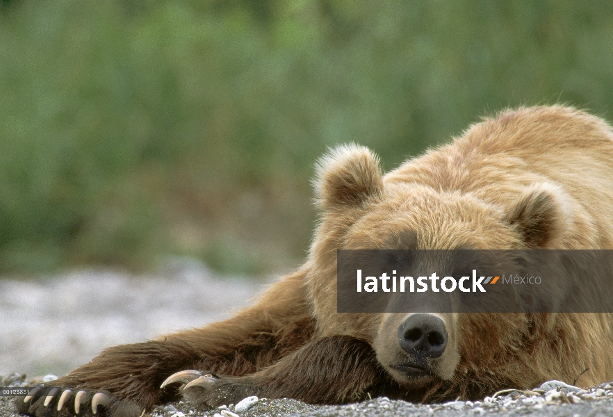 Oso pardo (Ursus arctos) durmiendo, Kamchatka, Rusia