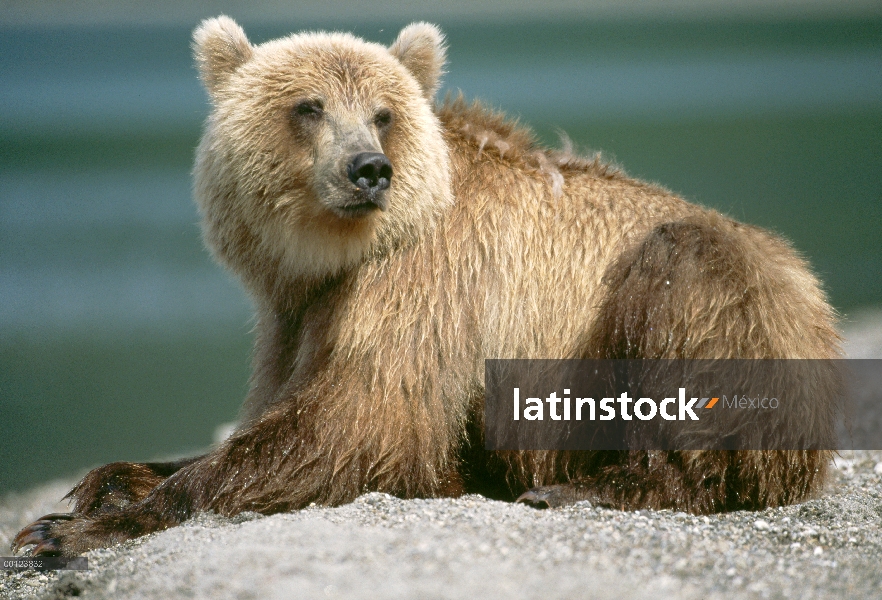 Oso pardo (Ursus arctos) en reposo, Kamchatka, Rusia