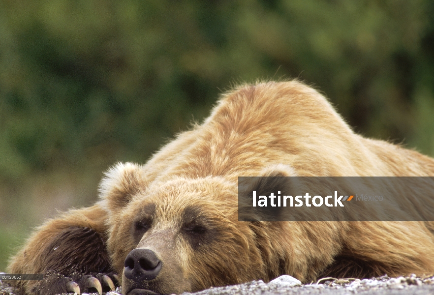 Oso pardo (Ursus arctos) durmiendo, Kamchatka, Rusia