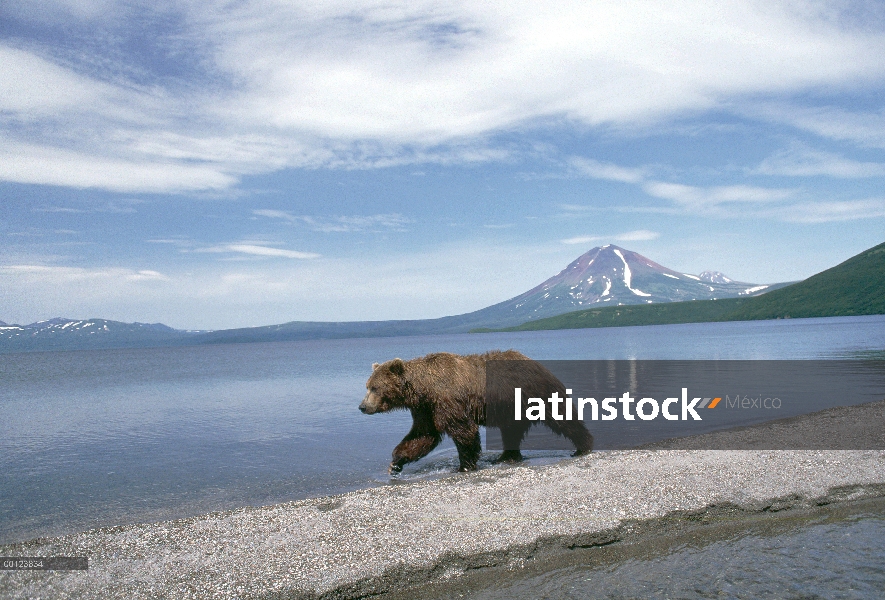 Oso pardo (Ursus arctos) en el borde de las aguas, Kamchatka, Rusia