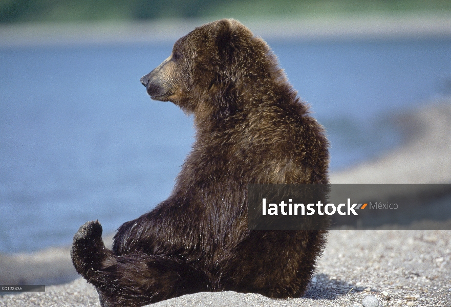 Oso pardo (Ursus arctos) sentado en el borde de las aguas, Kamchatka, Rusia