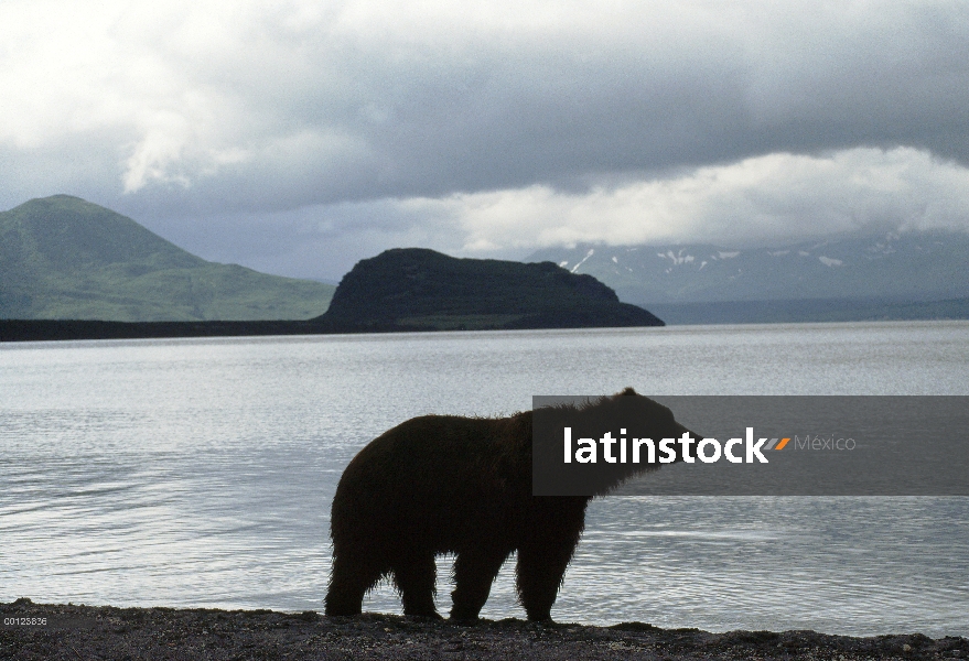 Oso pardo (Ursus arctos) en el borde de las aguas, Kamchatka, Rusia