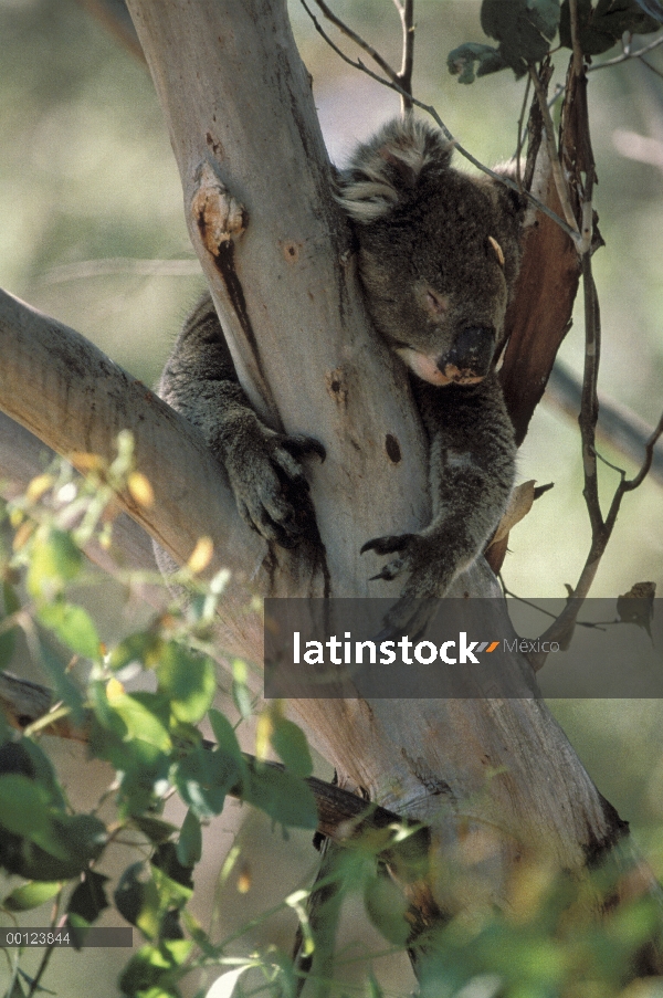 Koala (cinereus de Phascolarctos) durmiendo en el árbol de eucalipto, Isla Canguro, Australia