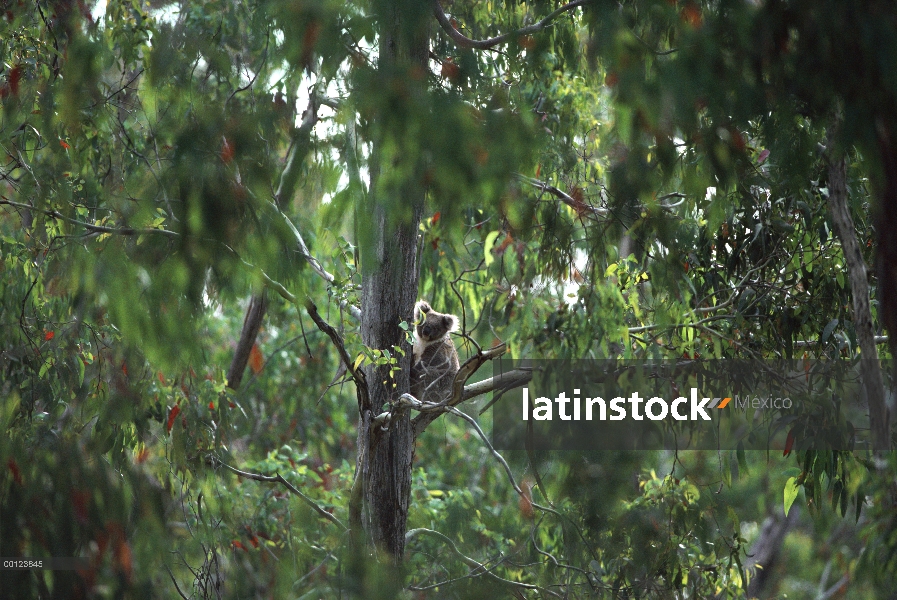 Koala (cinereus de Phascolarctos) sentado en el árbol de eucalipto, Australia