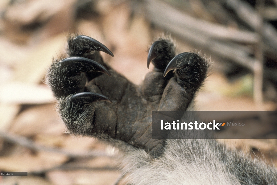 Detalle de forepaw Koala (cinereus de Phascolarctos), Isla Canguro, Australia