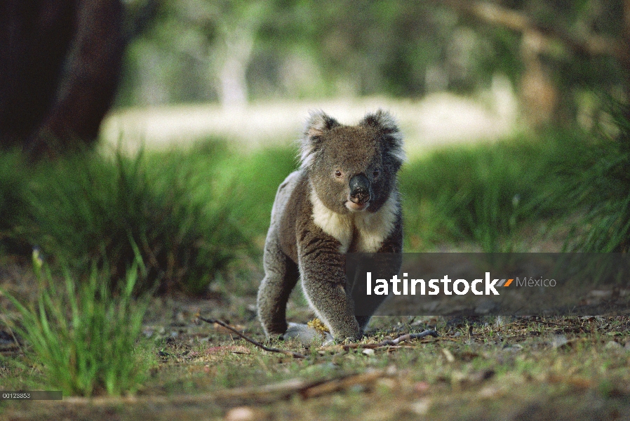 Hombre Koala (cinereus de Phascolarctos) cruzar el suelo del bosque, Isla Canguro, Australia