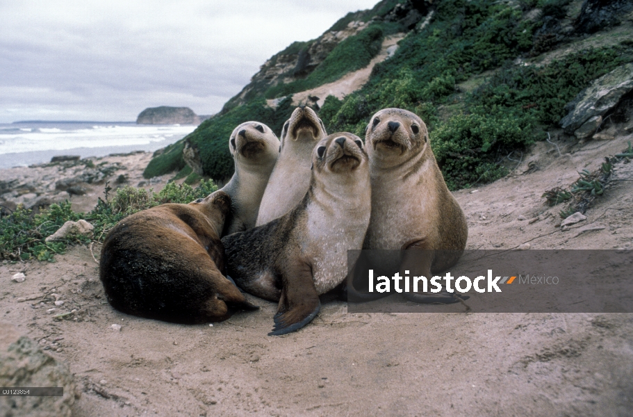 León marino australiano (Neophoca cinerea) cachorros en playa de arena, Australia