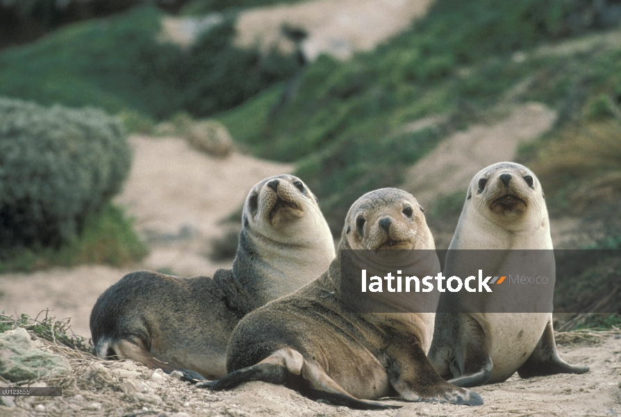 León marino australiano (Neophoca cinerea) cachorros en playa de arena, Australia