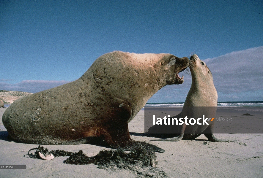 León marino australiano (Neophoca cinerea) hombre acercarse a una mujer a mate, Australia