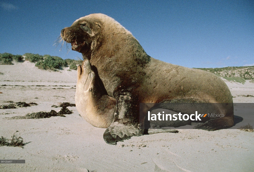 León marino australiano (Neophoca cinerea) pareja de apareamiento, Australia