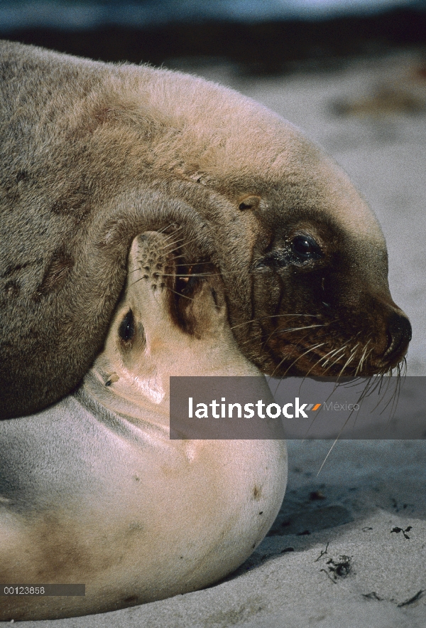 León marino australiano (Neophoca cinerea) pareja de apareamiento, Australia