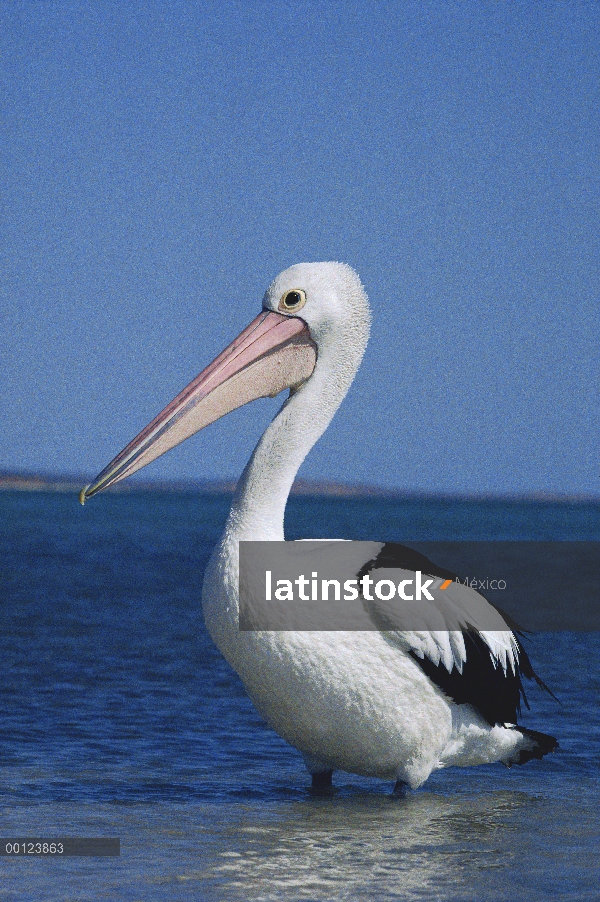 Retrato de Pelican australiano (Pelecanus conspicillatus), Australia