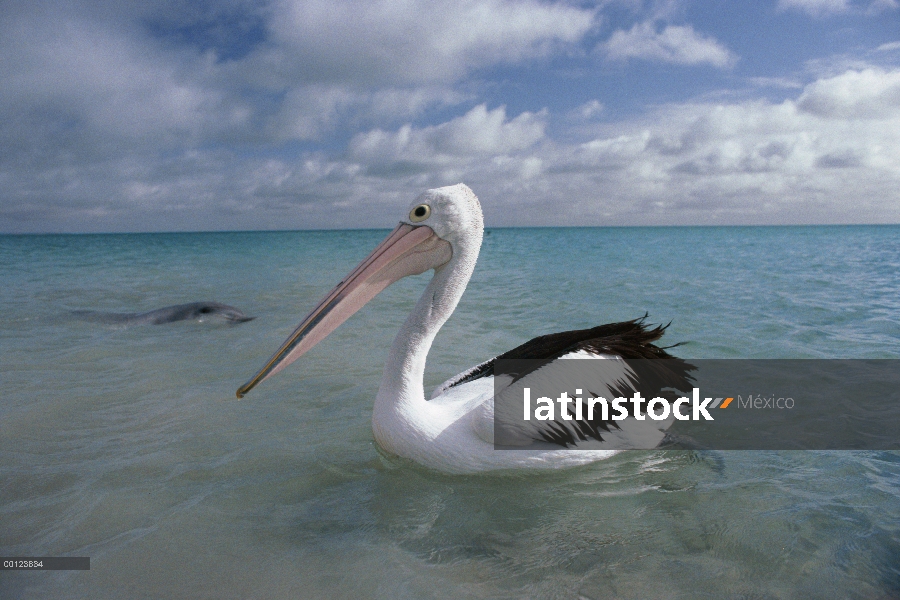 Retrato Pelican australiano (Pelecanus conspicillatus) con curioso delfín mular (Tursiops truncatus)