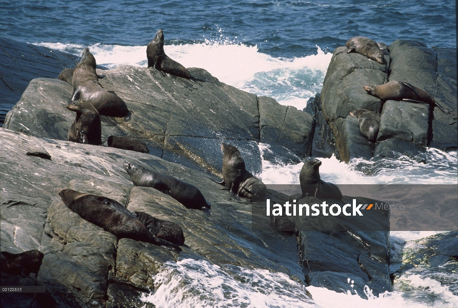 León marino australiano (Neophoca cinerea) grupo tomando el sol en las rocas, Isla Canguro, Australi