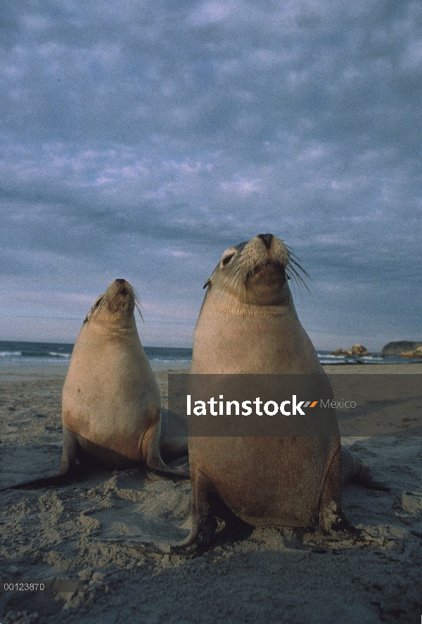 León marino australiano (Neophoca cinerea) par tomar el sol en una playa al atardecer, Isla Canguro,