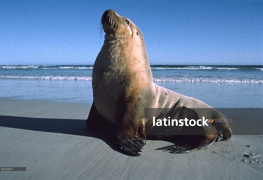 León marino australiano (Neophoca cinerea) masculino tomando el sol a lo largo de la costa, Isla Can