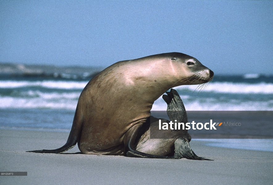 León de mar australiano (Neophoca cinerea) rayar, Isla Canguro, Australia