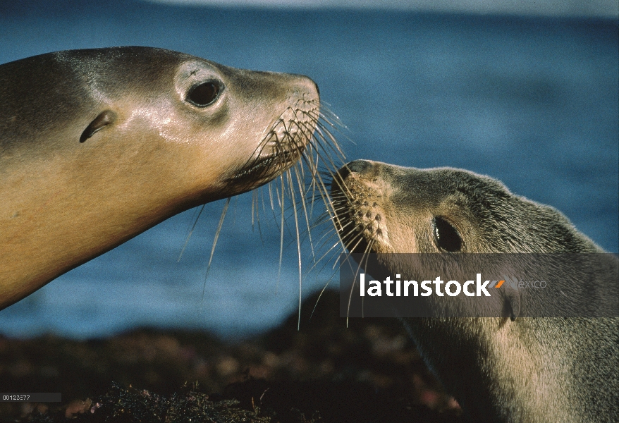 León marino australiano (Neophoca cinerea) cachorro madre acariciando, Isla Canguro, Australia