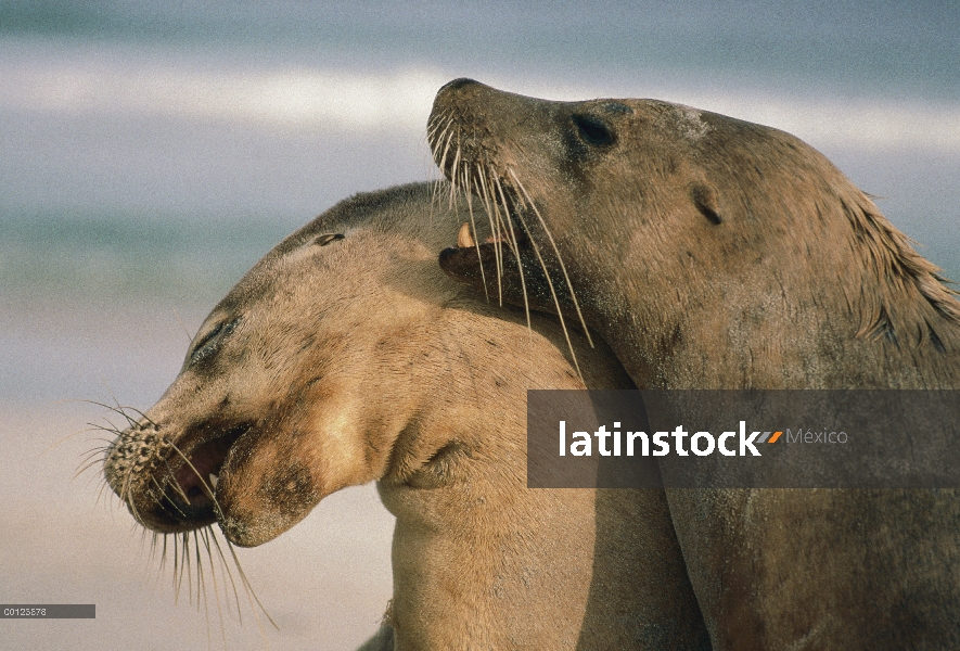 León marino australiano (Neophoca cinerea) par juego-luchando, Isla Canguro, Australia