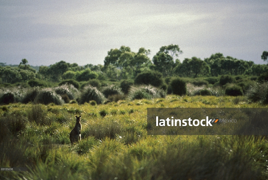 Canguro gris oriental (Macropus giganteus) sentado en campo de hierba del tussock, Australia