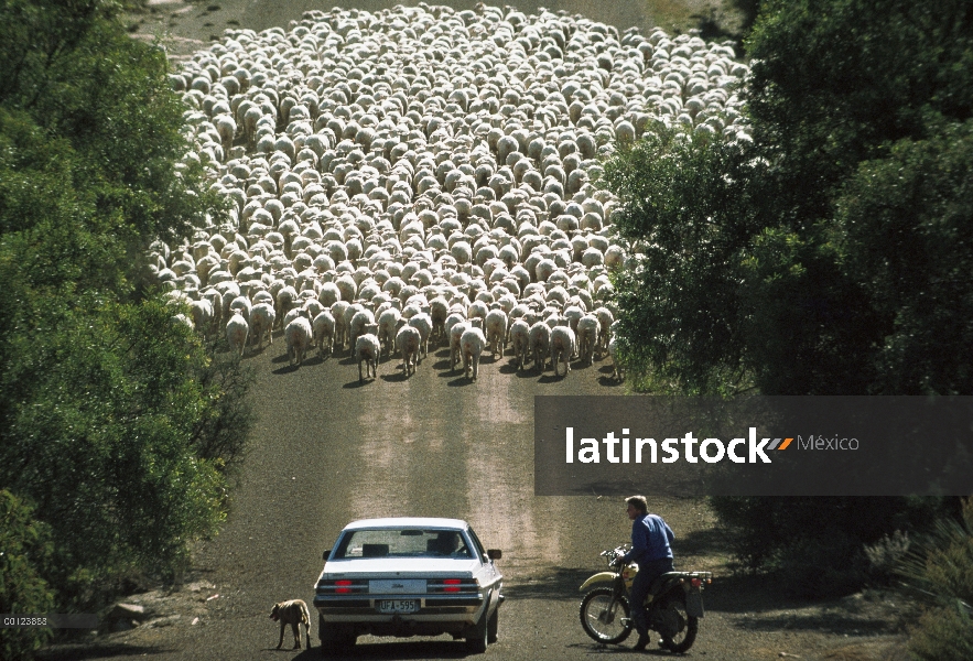 Paradas de pastor ovejas (Ovis aries) nacionales para hablar en medio de la carretera, Isla Canguro,