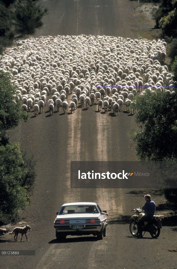 Paradas de pastor ovejas (Ovis aries) nacionales para hablar en medio de la carretera, Isla Canguro,