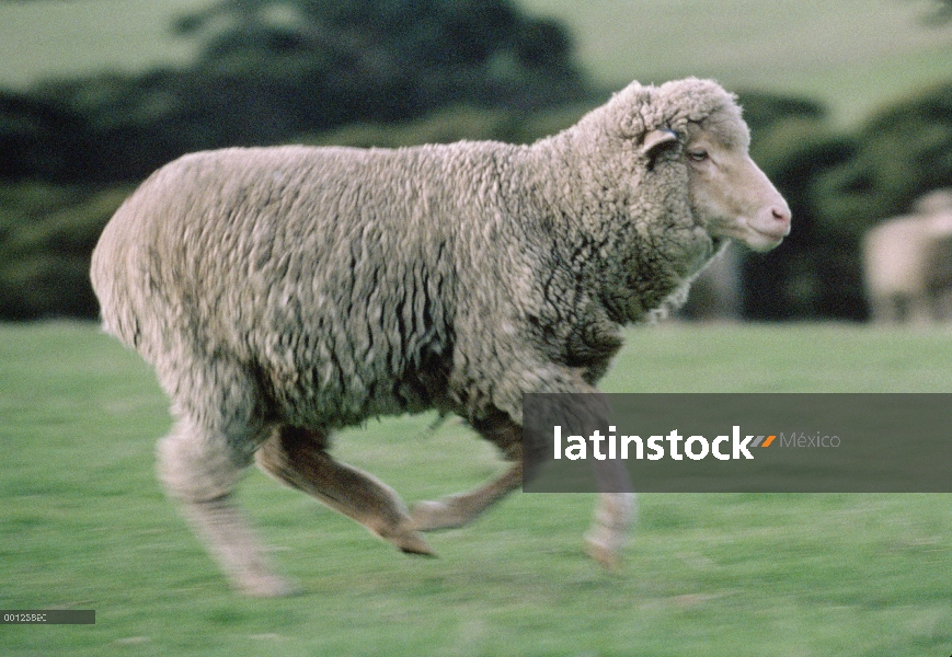 Ovejas domésticas (Ovis aries) en ejecución, Isla Canguro, Australia