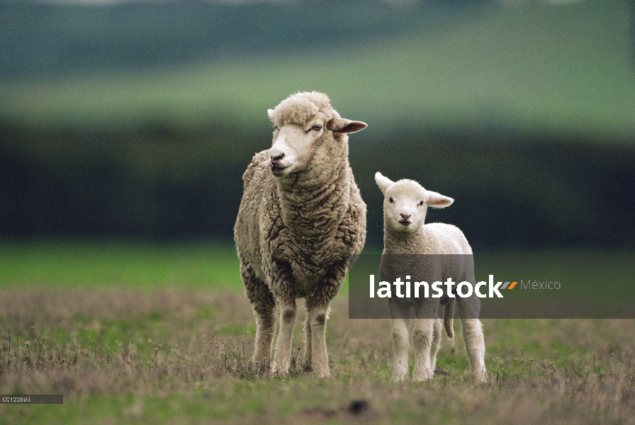 Oveja doméstica de ovejas (Ovis aries) y cordero, Isla Canguro, Australia