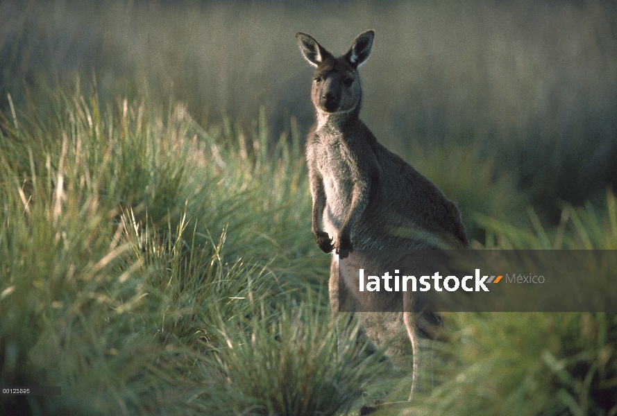 Alerta permanente de canguro de gris occidental (Macropus fuliginosus) entre la hierba del tussock, 