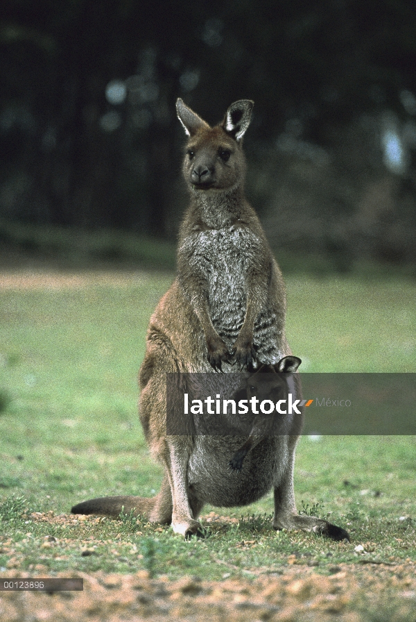 Hembra de canguro de gris occidental (Macropus fuliginosus) con joey en bolsa, Isla Canguro, Austral