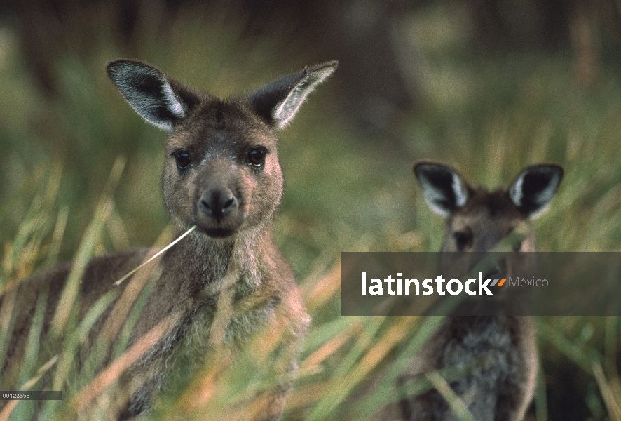 Par de canguro de gris occidental (Macropus fuliginosus), pastoreo en pasto tussock, Isla Canguro, A