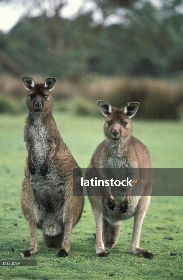 Par de canguro de gris occidental (Macropus fuliginosus), Isla Canguro, Australia