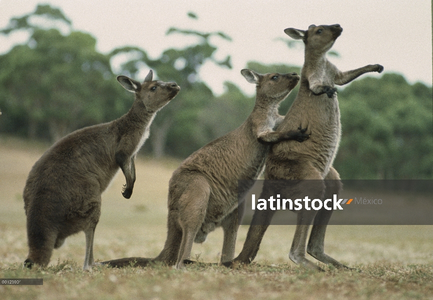 Grupo canguro de gris occidental (Macropus fuliginosus) con un compañero de rascarse, Isla Canguro, 