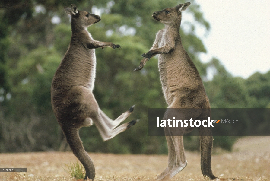 Par de canguro de gris occidental (Macropus fuliginosus) lucha, Isla Canguro, Australia