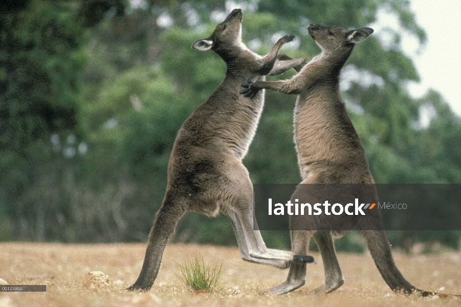 Par de canguro de gris occidental (Macropus fuliginosus) lucha, Isla Canguro, Australia