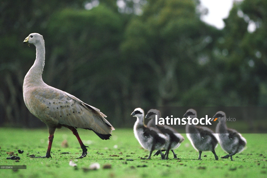 Ganso de cabo Barren (Cereopsis novaehollandiae) padres y pichones, Isla Canguro, Australia