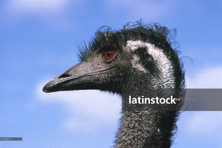 Retrato de emú (Dromaius novaehollandiae), Isla Canguro, Australia