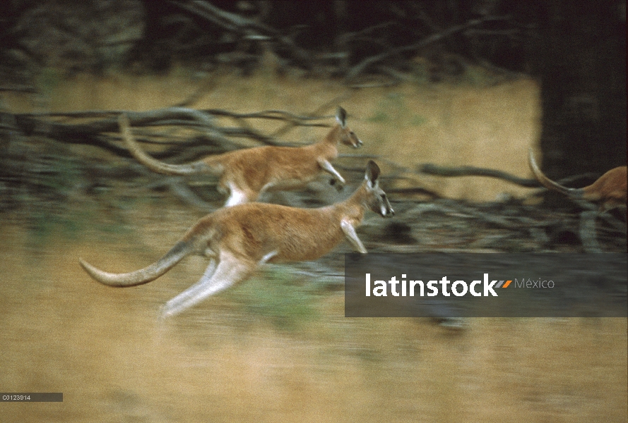 Canguro rojo (Macropus rufus) salto varones, el Parque Nacional Kinchega, Australia