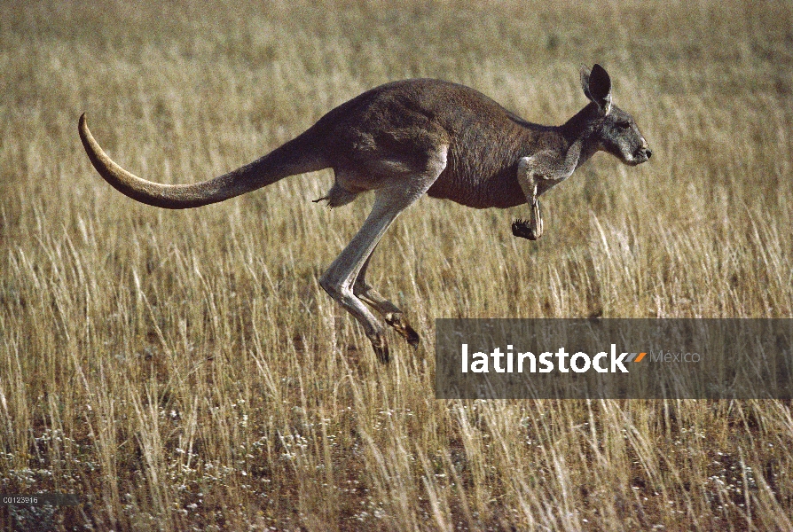 Hombre de canguro rojo (Macropus rufus), saltos, el Parque nacional Sturt, Australia