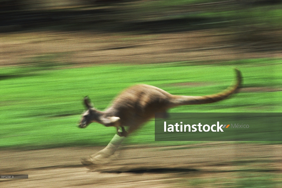 Canguro rojo (Macropus rufus) salto, el Parque Nacional Kinchega, Australia