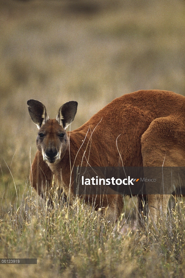 Retrato hombre canguro rojo (Macropus rufus) en hierba alta, el Parque Nacional Kinchega, Australia