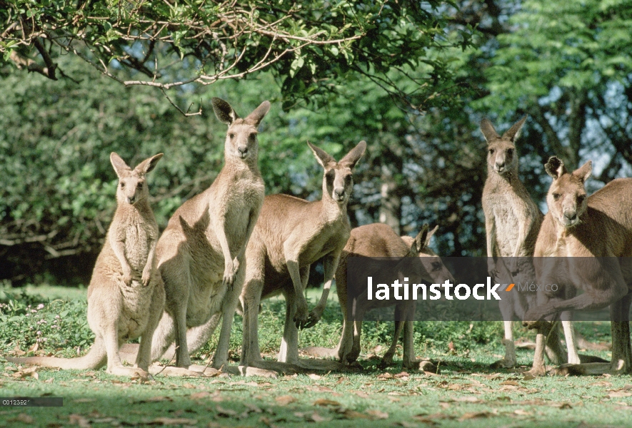 Este grupo canguro gris (Macropus giganteus), Australia