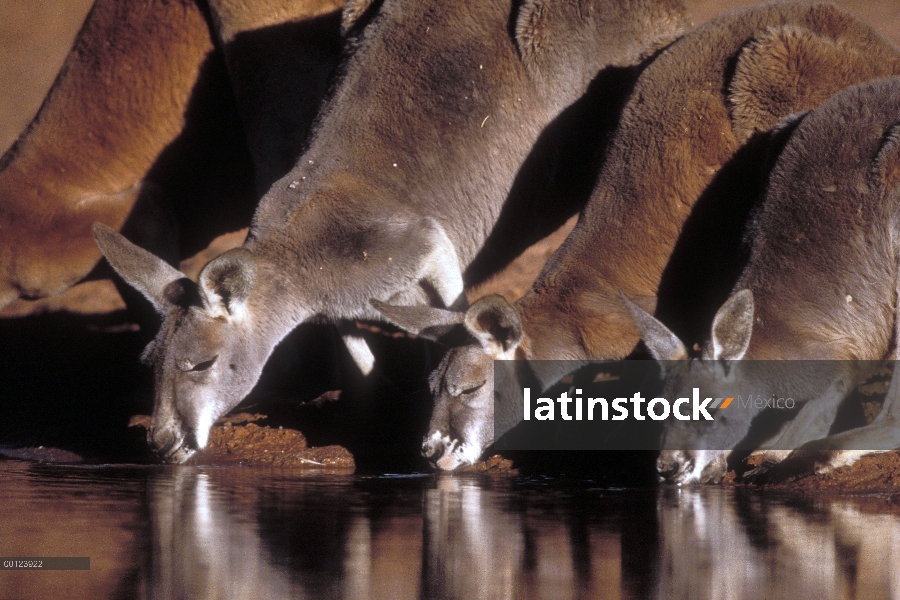 Grupo mujer y hombre de canguro rojo (Macropus rufus), bebiendo agua, Australia