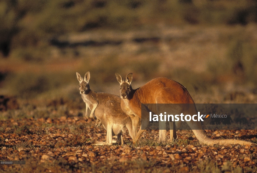 Canguro rojo (Macropus rufus) masculina y femenina con joey en bolsa, el Parque nacional Sturt, Aust