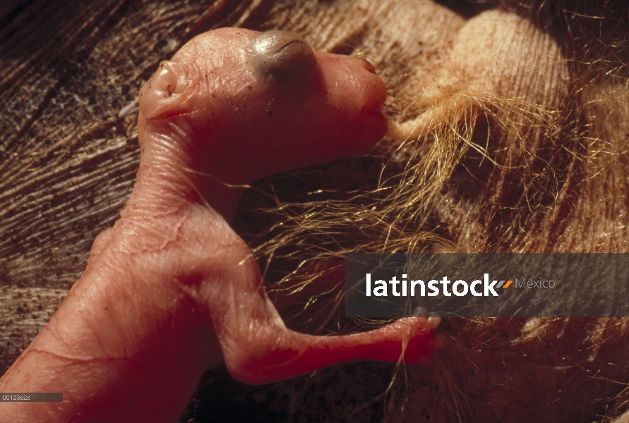 Joey recién nacido canguro rojo (Macropus rufus) alimenta mientras que dentro de la madre de la bols