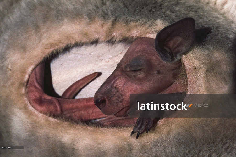 Joey de canguro rojo (Macropus rufus) en bolsa de la madre, 130 días de edad, Australia