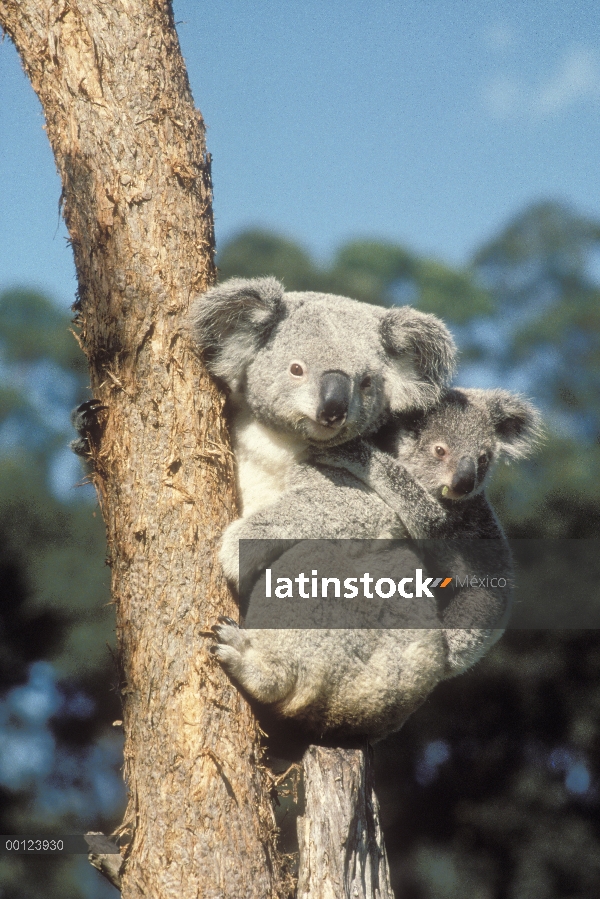 Koala (cinereus de Phascolarctos) madre y joven en el árbol, Australia