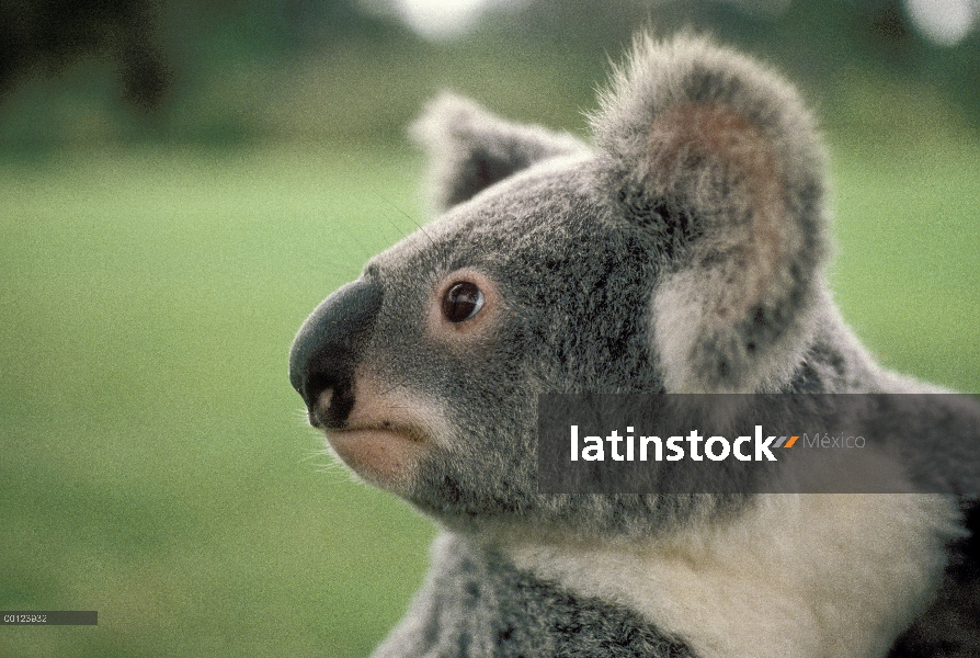 Retrato de Koala (cinereus de Phascolarctos), Australia