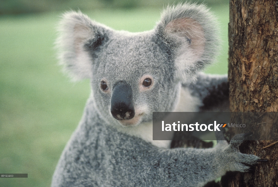 Retrato de Koala (cinereus de Phascolarctos), Australia